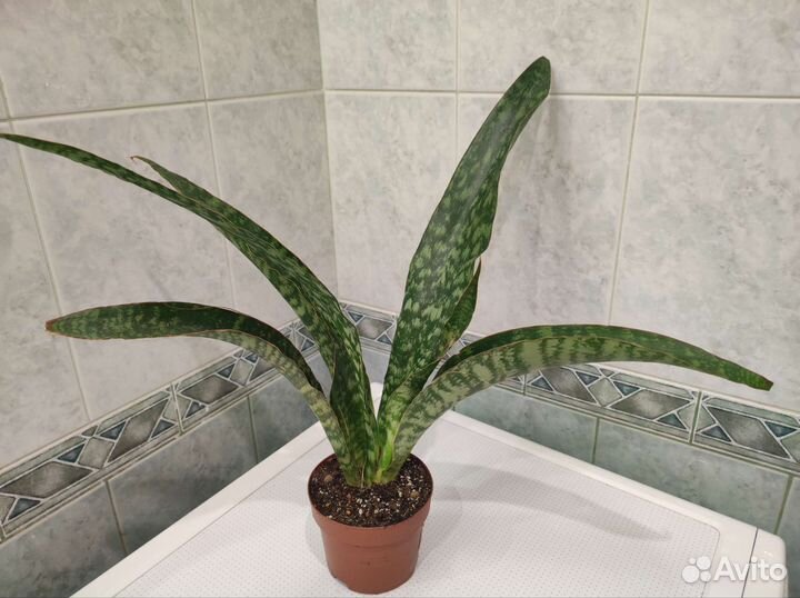 Сансевиерия Aubrytniana Dragon