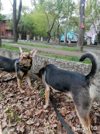 Две сестренки