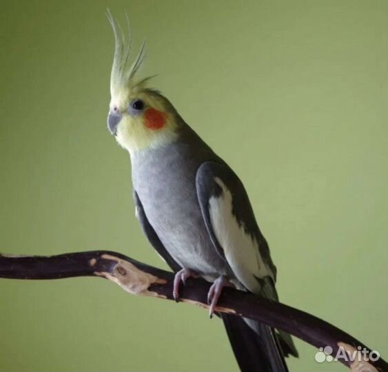 Волнистый попугай