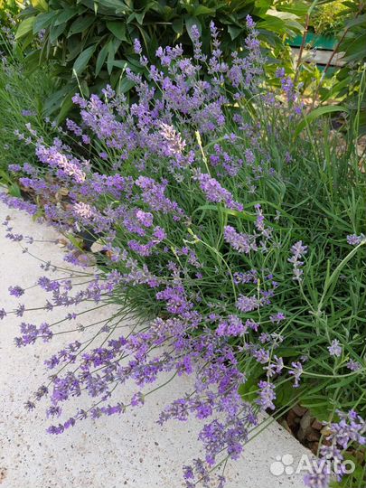 Букет из лаванды