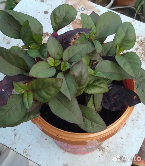 Альтернатера и каланхоэ цветущий