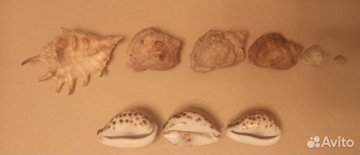 Морские ракушки