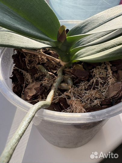 Орхидея фаленопсис