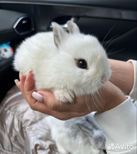 Кролики карликовые