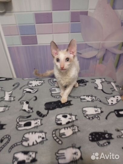 Котята корниш-рекс