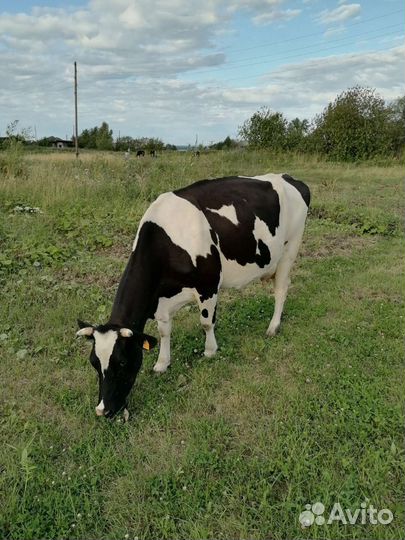 Корова стельная дойная