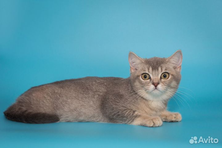 Британские котята Девочка голубое золото