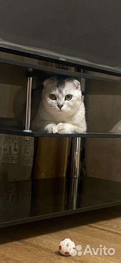 Британская кошка