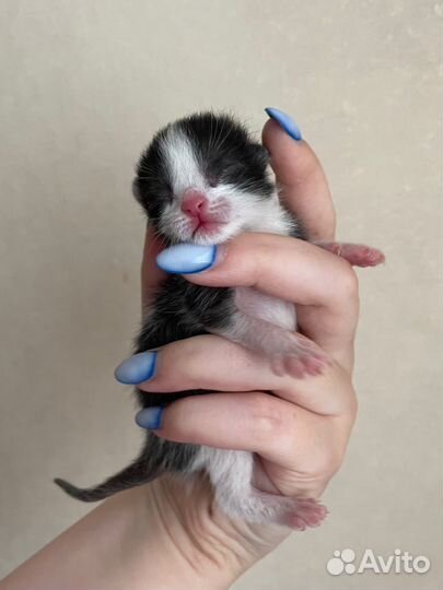 Котята в добрые руки бесплатно