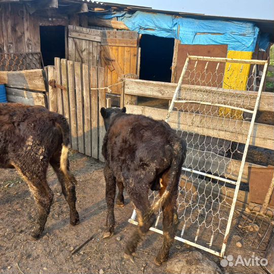 Корова стельная, тёлка, телята на доращивание