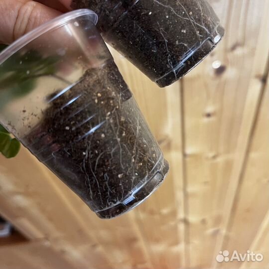 Кампанула Карибо