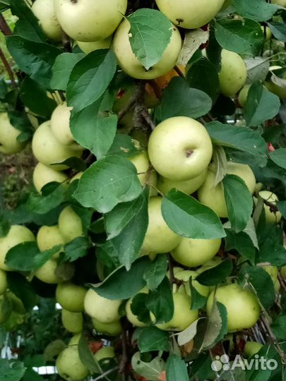 Яблоки домашние, черноплодная рябина из сада