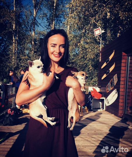 Передержка мелких собак в домашних условиях