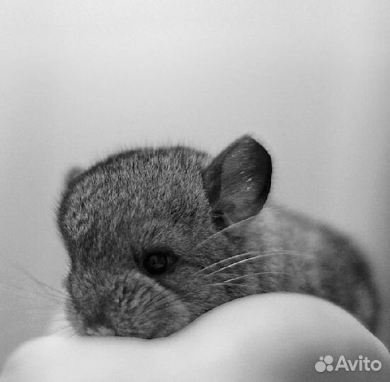 Шиншилла для содержания