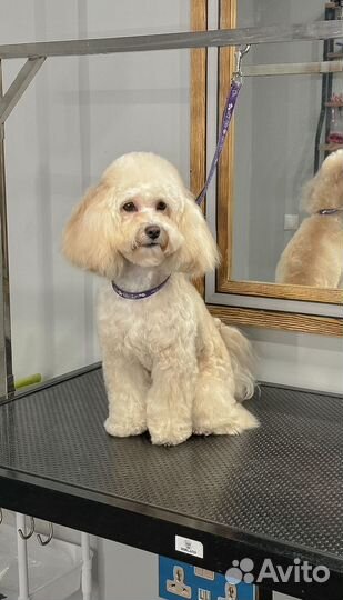 Маленькая собака, продаю