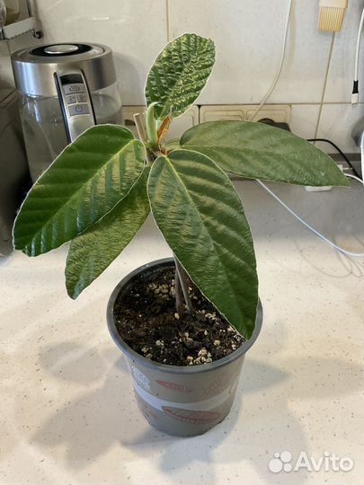 Фикус,драцена