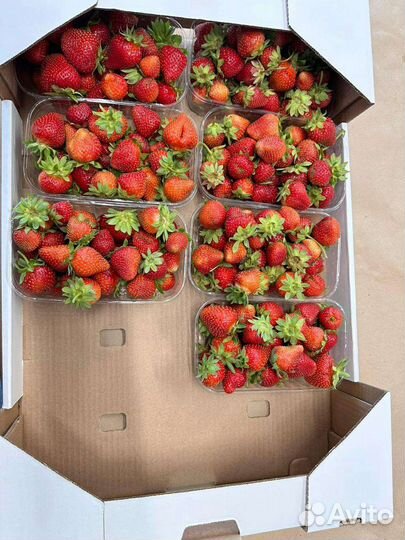 Клубника свежая Ярославль