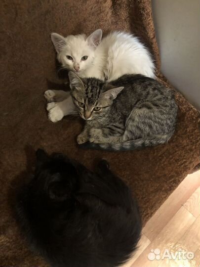 Отдам в добрые руки