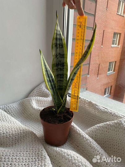 Сансевиерия