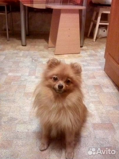 Вязка. Миниатюрный шпиц