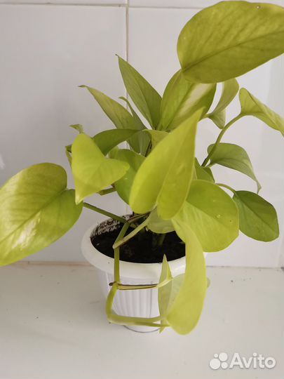 Эпипремнум Голден Потос