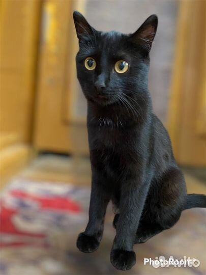 Отдам котят в добрые руки 1месяц и 7месяцев