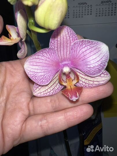 Орхидея фаленопсис