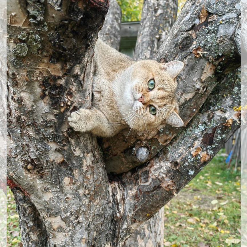 Кот британец золотая шиншилла