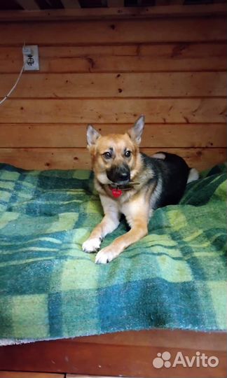 Собака Альма