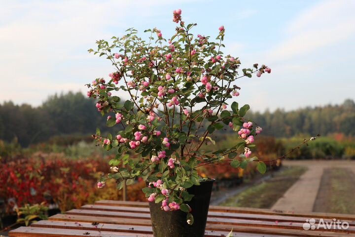 Снежноягодник Доренбоза розовый