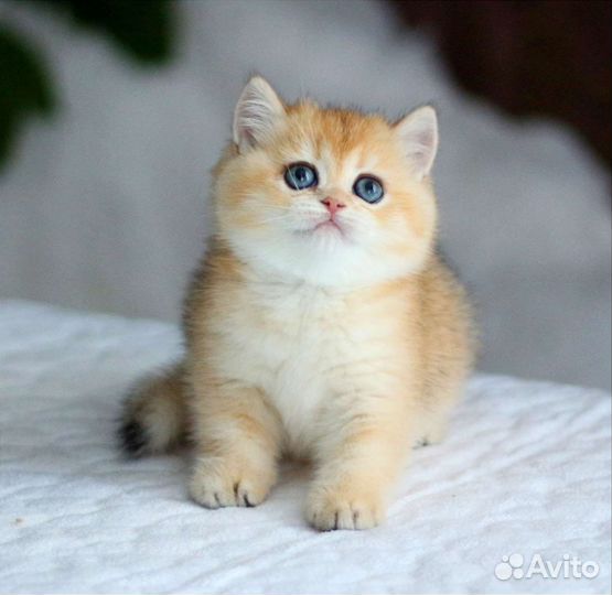 Золотые котята мальчики и девочки