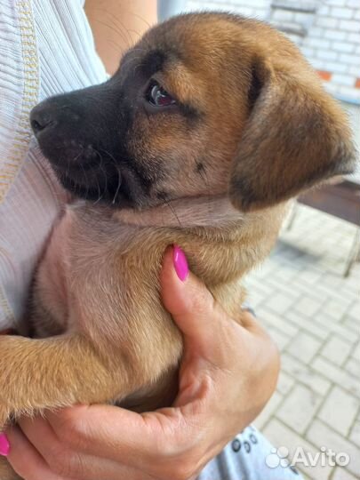 Щенки в дар