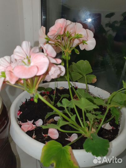 Цветы пеларгония