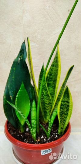 Сансевиерия