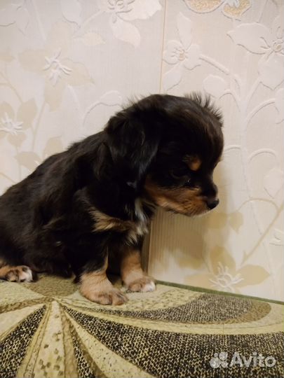 Щенок девочка