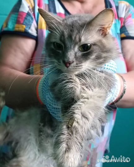 Кошм в беде