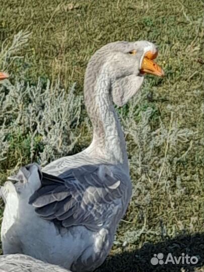 Холмогорские гуси