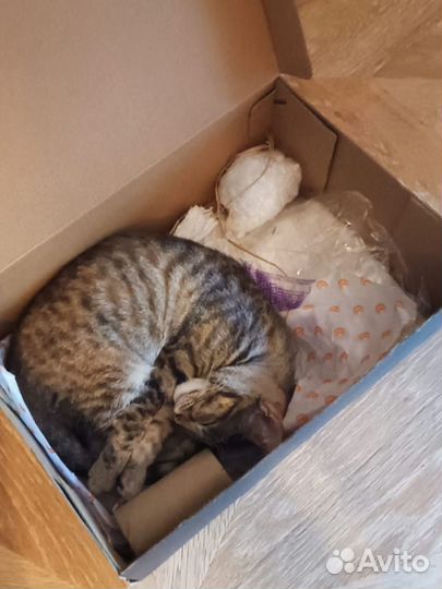 Котенок в добрые руки