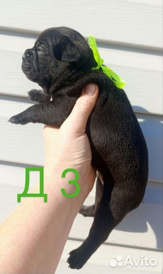 Французский бульдог