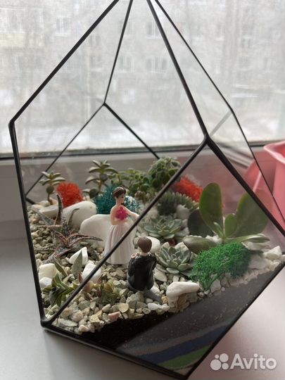 Флорариум суккуленты