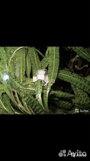 Аквариумные растения