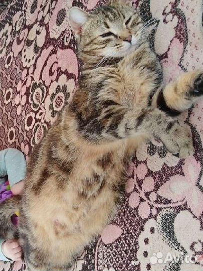 Кошка в дар