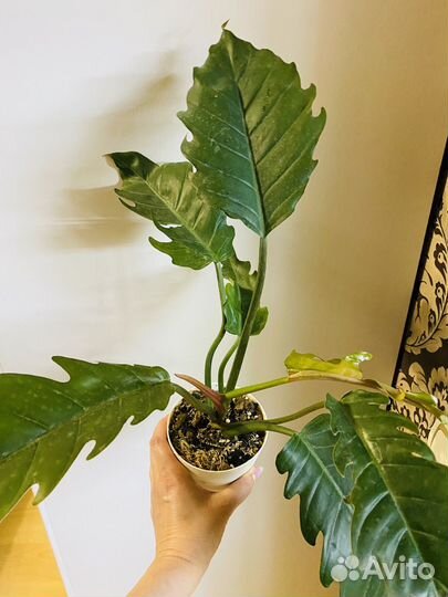 Диффенбахии и Карамель марбл зеленая