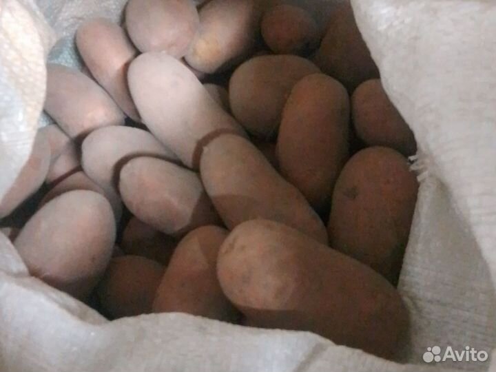 Продам картофель