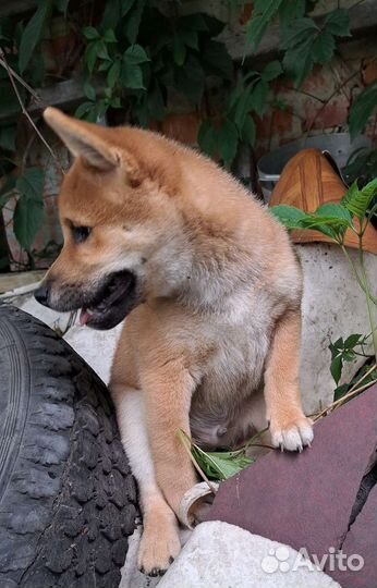 Щенок сиба ину
