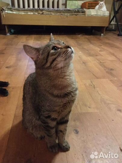 Кошки котята ищут дом