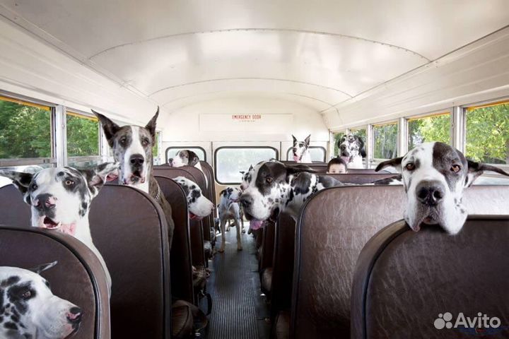 Зоотакси, Перевозка животных, домашних животных