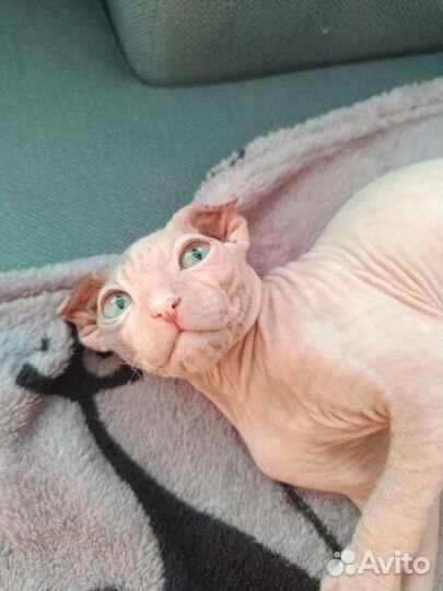 Сфинкс котенок, Левкой