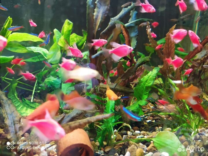 Рыбы аквариумные
