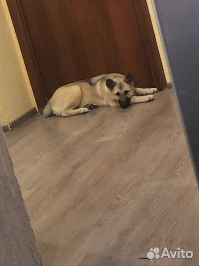 Собака хатико